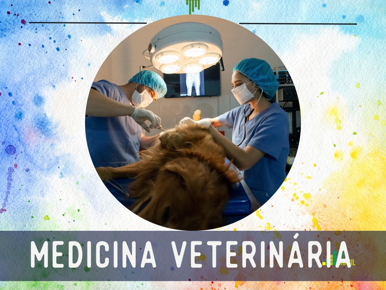 Medicina Veterinária no Sisu 2023: consulte notas de corte de